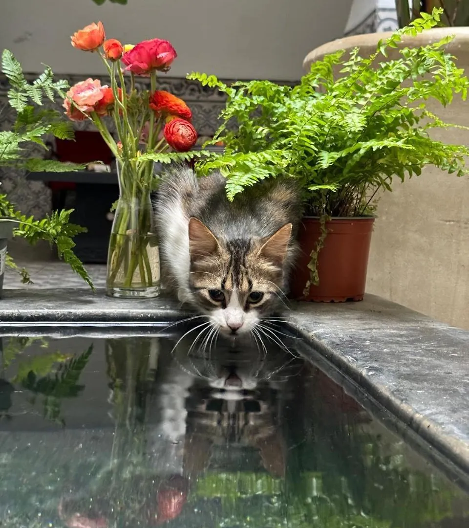 Riad Maiya Marrakesh Bed & Breakfast